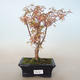 Vonkajší bonsai -Javor dlaňovitolistý Acer palmatum Butterfly VB2020-688 - 1/2