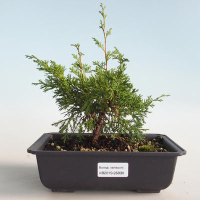 Vonkajšie bonsai - Juniperus chinensis Itoigava-Jalovec čínsky VB2019-26890 - 1