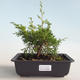 Vonkajšie bonsai - Juniperus chinensis Itoigava-Jalovec čínsky VB2019-26890 - 1/3