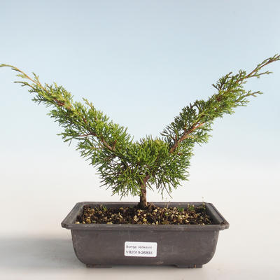 Vonkajšie bonsai - Juniperus chinensis Itoigava-Jalovec čínsky VB2019-26893 - 1