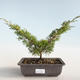Vonkajšie bonsai - Juniperus chinensis Itoigava-Jalovec čínsky VB2019-26893 - 1/3