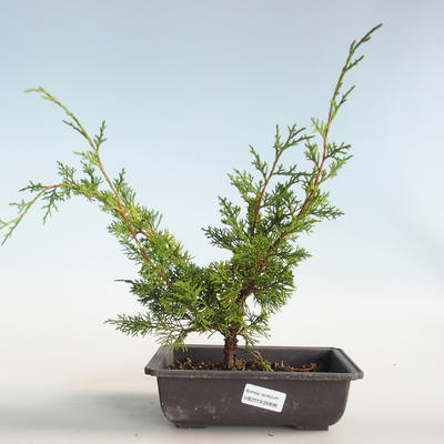 Vonkajšie bonsai - Juniperus chinensis Itoigava-Jalovec čínsky VB2019-26896 - 1