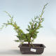 Vonkajšie bonsai - Juniperus chinensis Itoigava-Jalovec čínsky VB2019-26896 - 1/3