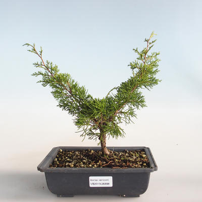 Vonkajšie bonsai - Juniperus chinensis Itoigava-Jalovec čínsky VB2019-26898 - 1