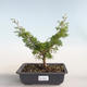 Vonkajšie bonsai - Juniperus chinensis Itoigava-Jalovec čínsky VB2019-26898 - 1/3