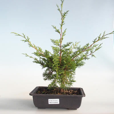 Vonkajšie bonsai - Juniperus chinensis Itoigava-Jalovec čínsky VB2019-26899 - 1