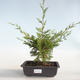 Vonkajšie bonsai - Juniperus chinensis Itoigava-Jalovec čínsky VB2019-26899 - 1/3