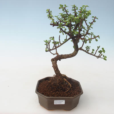 Pokojová bonsai - Portulakaria Afra - Tlustice PB2191689 - 1