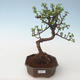 Pokojová bonsai - Portulakaria Afra - Tlustice PB2191689 - 1/2