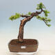 Vonkajší bonsai -Larix decidua - Smrekovec opadavý - 1/7