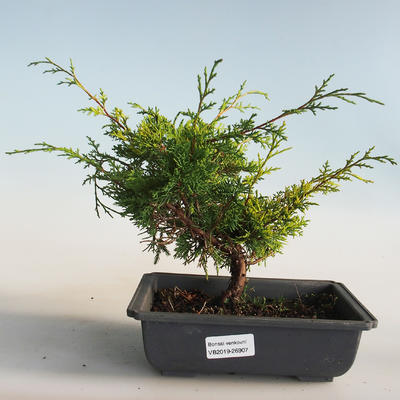 Vonkajšie bonsai - Juniperus chinensis Itoigava-Jalovec čínsky VB2019-26907 - 1