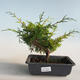Vonkajšie bonsai - Juniperus chinensis Itoigava-Jalovec čínsky VB2019-26907 - 1/3