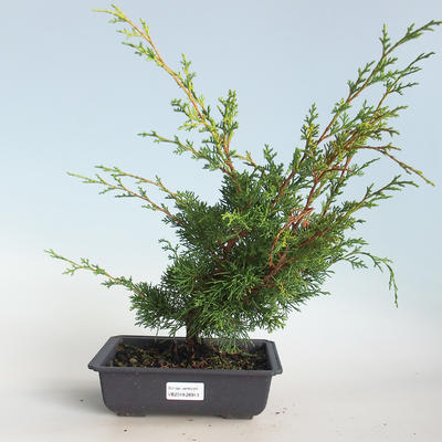 Vonkajšie bonsai - Juniperus chinensis Itoigava-Jalovec čínsky VB2019-26913 - 1