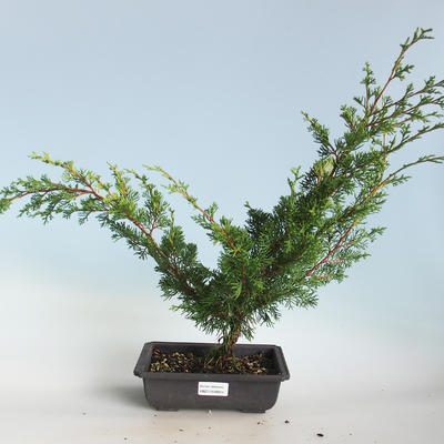 Vonkajšie bonsai - Juniperus chinensis Itoigava-Jalovec čínsky VB2019-26914 - 1