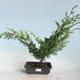 Vonkajšie bonsai - Juniperus chinensis Itoigava-Jalovec čínsky VB2019-26914 - 1/3