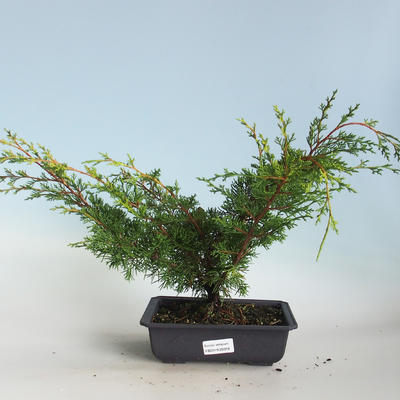 Vonkajšie bonsai - Juniperus chinensis Itoigava-Jalovec čínsky VB2019-26918 - 1