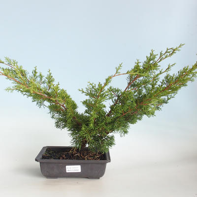 Vonkajšie bonsai - Juniperus chinensis Itoigava-Jalovec čínsky VB2019-26922 - 1