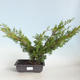 Vonkajšie bonsai - Juniperus chinensis Itoigava-Jalovec čínsky VB2019-26922 - 1/3