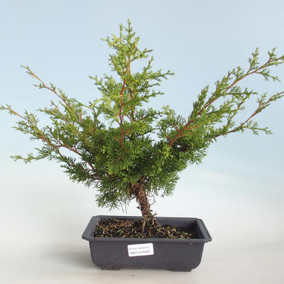 Vonkajšie bonsai - Juniperus chinensis Itoigava-Jalovec čínsky VB2019-26923 - 1