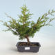 Vonkajšie bonsai - Juniperus chinensis Itoigava-Jalovec čínsky VB2019-26923 - 1/3