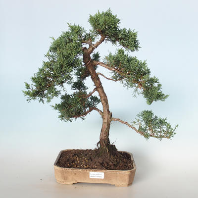 Vonkajšie bonsai - Juniperus chinensis -Jalovec čínsky VB-26925