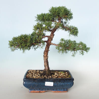 Vonkajšie bonsai - Juniperus chinensis -Jalovec čínsky VB-26926