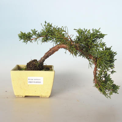 Vonkajšie bonsai - Juniperus chinensis -Jalovec čínsky VB-26930