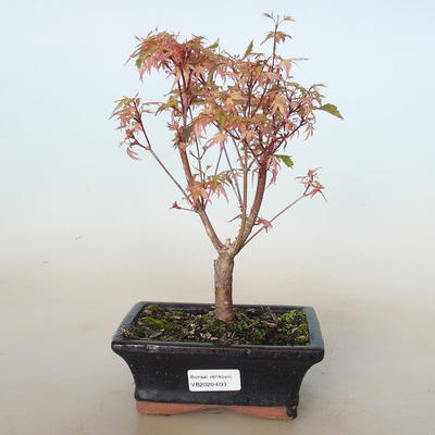 Vonkajší bonsai -Javor dlaňovitolistý Acer palmatum Butterfly VB2020-693 - 1