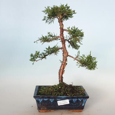 Vonkajšie bonsai - Juniperus chinensis -Jalovec čínsky VB-26940