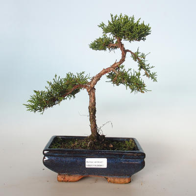 Vonkajšie bonsai - Juniperus chinensis -Jalovec čínsky VB-26941