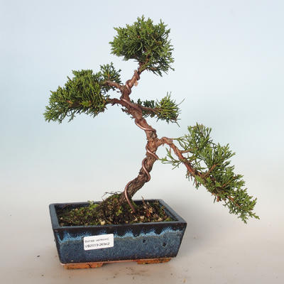 Vonkajšie bonsai - Juniperus chinensis -Jalovec čínsky VB-26942