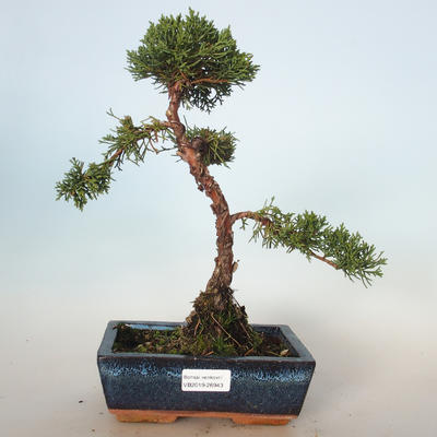 Vonkajšie bonsai - Juniperus chinensis -Jalovec čínsky VB-26943