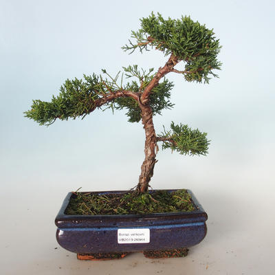 Vonkajšie bonsai - Juniperus chinensis -Jalovec čínsky VB-26944