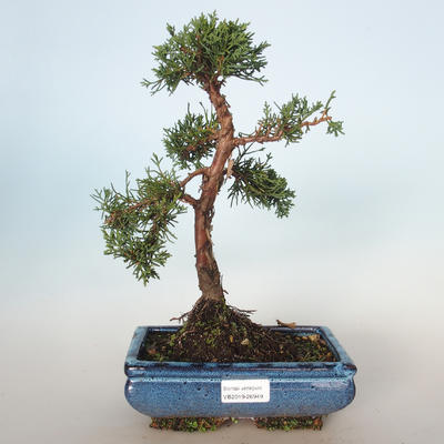 Vonkajšie bonsai - Juniperus chinensis -Jalovec čínsky VB-26949