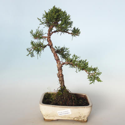 Vonkajšie bonsai - Juniperus chinensis -Jalovec čínsky VB-26950