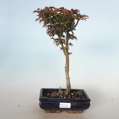 Vonkajšie bonsai - Acer palmatum SHISHIGASHIRA- Javor malolistá VB-26953 - 1