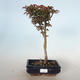 Vonkajšie bonsai - Acer palmatum SHISHIGASHIRA- Javor malolistá VB-26953 - 1/3
