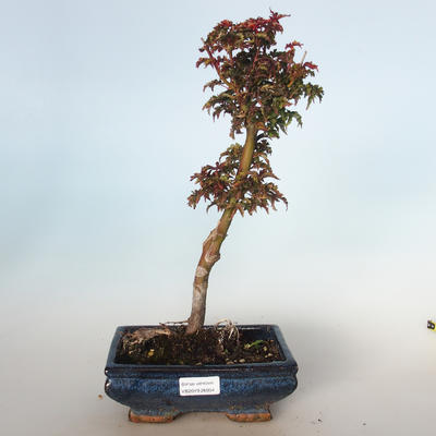Vonkajšie bonsai - Acer palmatum SHISHIGASHIRA- Javor malolistá VB-26954 - 1