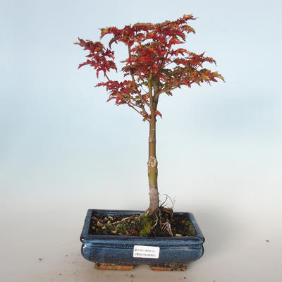 Vonkajšie bonsai - Acer palmatum SHISHIGASHIRA- Javor malolistá VB-26955 - 1