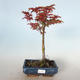 Vonkajšie bonsai - Acer palmatum SHISHIGASHIRA- Javor malolistá VB-26955 - 1/3