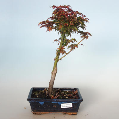 Vonkajšie bonsai - Acer palmatum SHISHIGASHIRA- Javor malolistá VB-26957 - 1