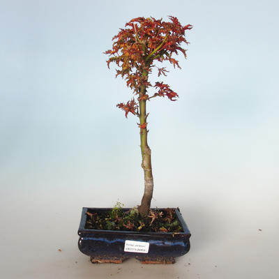 Vonkajšie bonsai - Acer palmatum SHISHIGASHIRA- Javor malolistá VB-26958 - 1