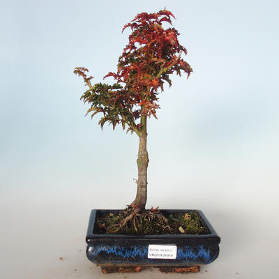Vonkajšie bonsai - Acer palmatum SHISHIGASHIRA- Javor malolistá VB-26959 - 1