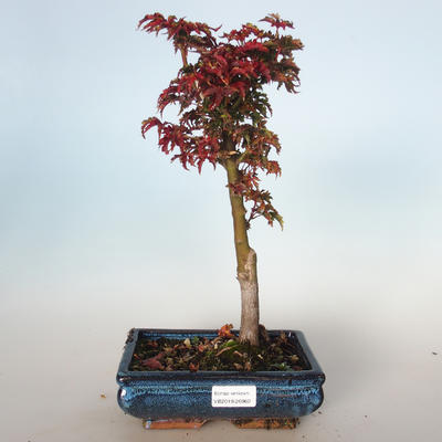 Vonkajšie bonsai - Acer palmatum SHISHIGASHIRA- Javor malolistá VB-26960 - 1