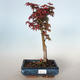 Vonkajšie bonsai - Acer palmatum SHISHIGASHIRA- Javor malolistá VB-26960 - 1/3