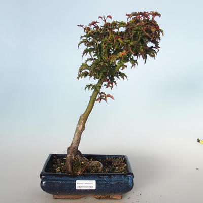 Vonkajšie bonsai - Acer palmatum SHISHIGASHIRA- Javor malolistá VB-26962 - 1