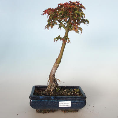 Vonkajšie bonsai - Acer palmatum SHISHIGASHIRA- Javor malolistá VB-26963 - 1