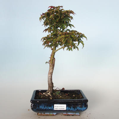 Vonkajšie bonsai - Acer palmatum SHISHIGASHIRA- Javor malolistá VB-26966 - 1