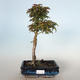Vonkajšie bonsai - Acer palmatum SHISHIGASHIRA- Javor malolistá VB-26966 - 1/3