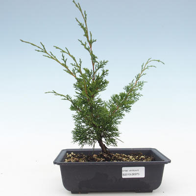 Vonkajšie bonsai - Juniperus chinensis Itoigawa-Jalovec čínsky VB2019-26973 - 1